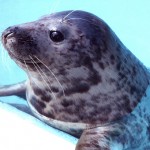 baby seal
