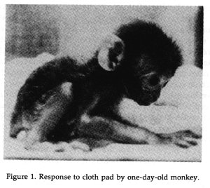 baby rhesus monkey