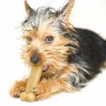pet dog with toy