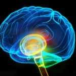 schizophrenia and the human brain