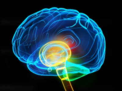 schizophrenia and the human brain