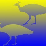 peacock optical illusion