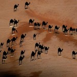 camel shadows illusion