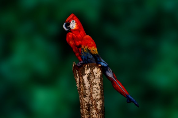 human parrot illusion
