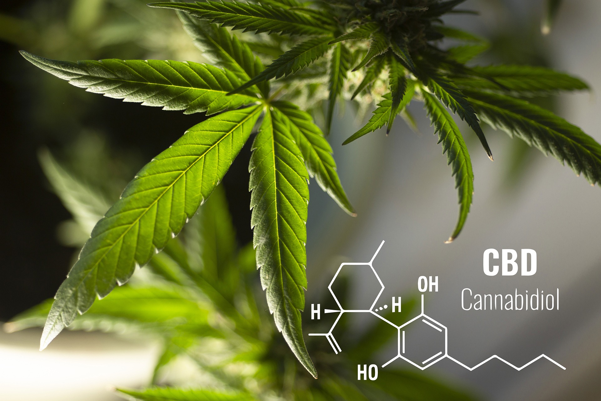 cannabis CBD leaf