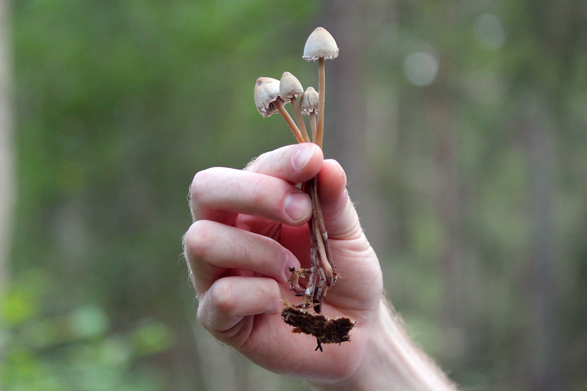 Mental health benefits of magic mushrooms